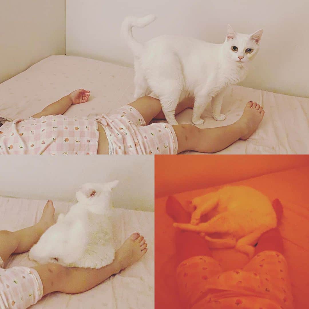 花津ハナヨさんのインスタグラム写真 - (花津ハナヨInstagram)「昨晩も次女の寝込みを襲いにきた🐱 短い足の間によく入れたなー。 豆電球ひとつくらいの明るさの部屋で、ここまで撮れるのすごいね、iPhone11。 （右下のはほぼ真っ暗な部屋で撮ってる） #cat #白猫 #かぎしっぽ #次女３歳 #猫は８歳」7月10日 9時15分 - 872874