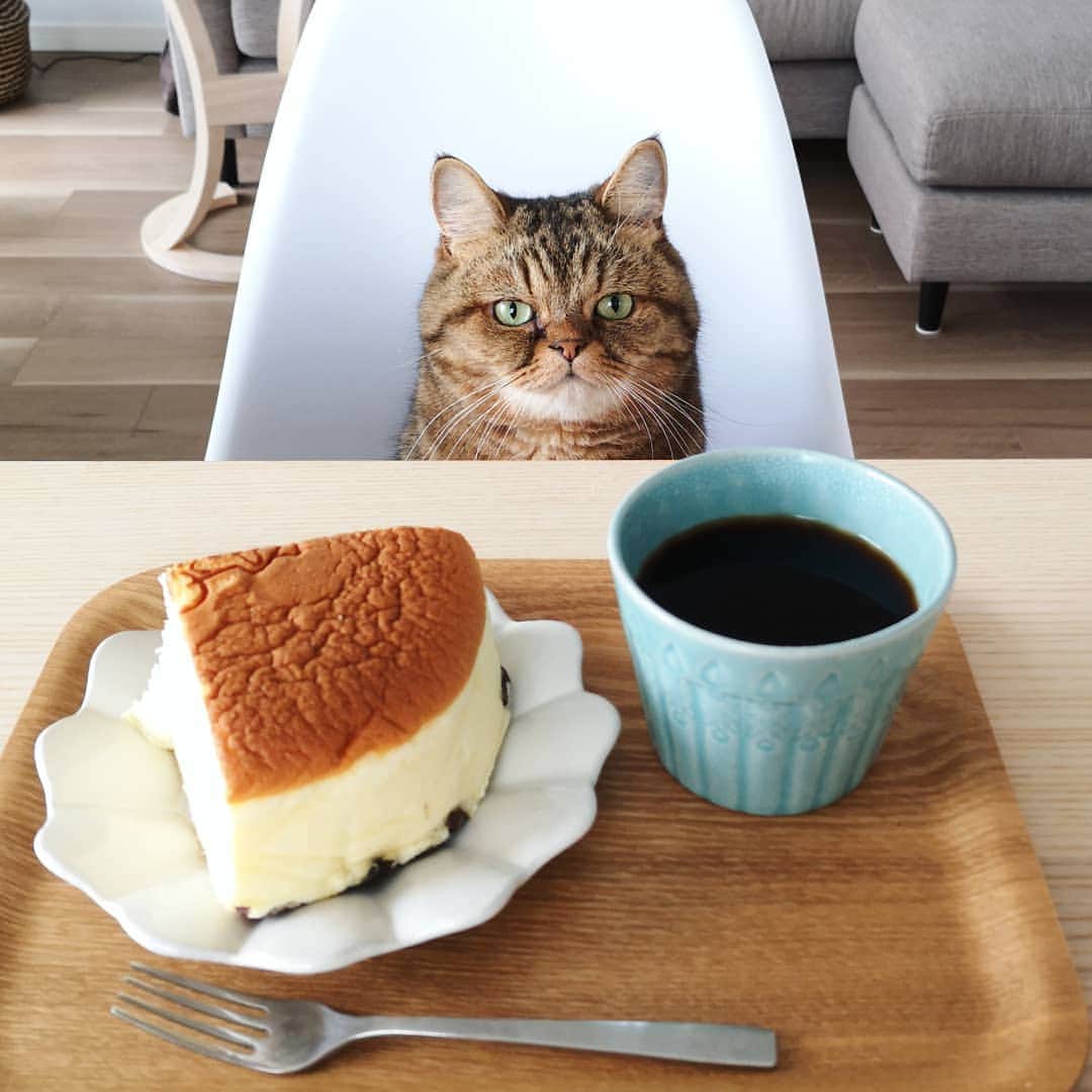 寅次郎（とらちゃん）さんのインスタグラム写真 - (寅次郎（とらちゃん）Instagram)「☆ Good morning . 今日の朝ごはんは チーズケーキみたいにゃよ☕ . おかあしゃん、朝から食欲ありすぎにゃ😹 . #りくろーおじさん #あさかし #あさごはん #寅cafe #cat #cute #meow #貓 #ねこ #エキゾチックショートヘア #無敵の親バカ同盟 #猫のいる暮らし #にゃんすたぐらむ #ペコねこ部 #よしざわ窯 . .」7月10日 9時15分 - torachanthecat
