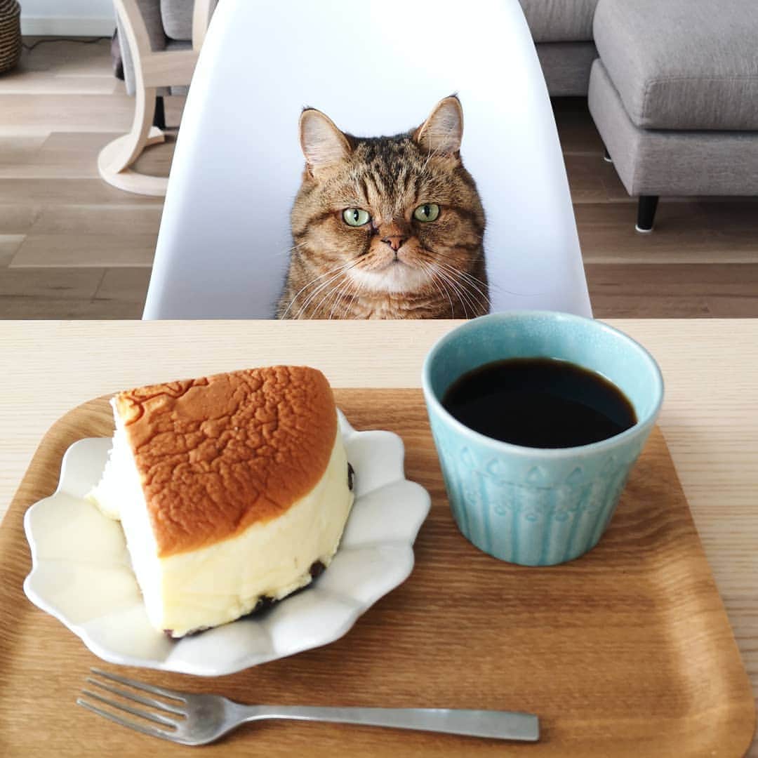 寅次郎（とらちゃん）のインスタグラム