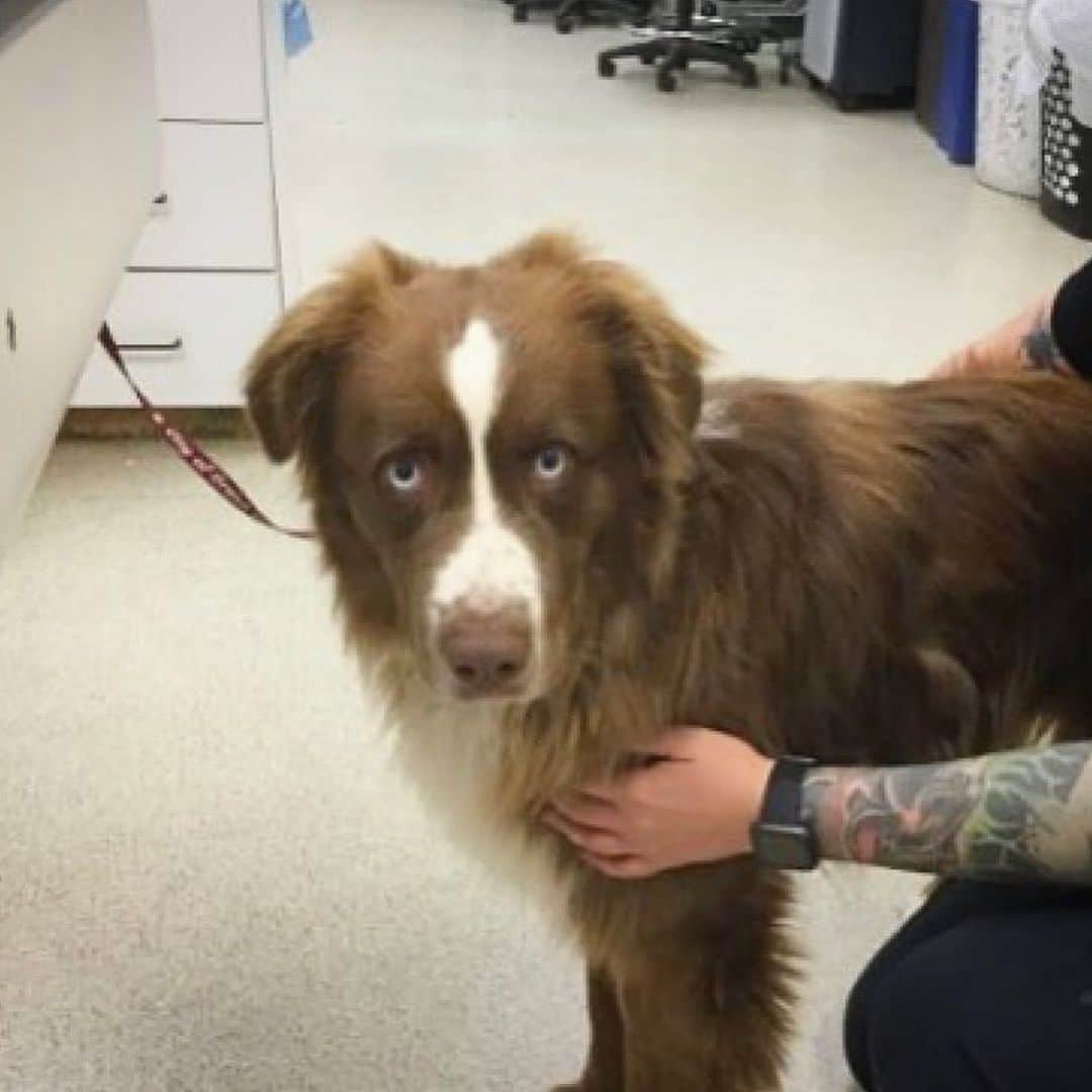 アマンダ・サイフリッドさんのインスタグラム写真 - (アマンダ・サイフリッドInstagram)「#Repost @aussierescuesocal ・・・ **courtesy post** #A1589398 I am a male, brown and white Australian Shepherd. The shelter staff think I am about 2 years old. I have been at the shelter since Jul 06, 2020.  For more information about this animal, call: Riverside County Animal Control - Riverside Shelter at (951) 358-7387」7月10日 9時32分 - mingey