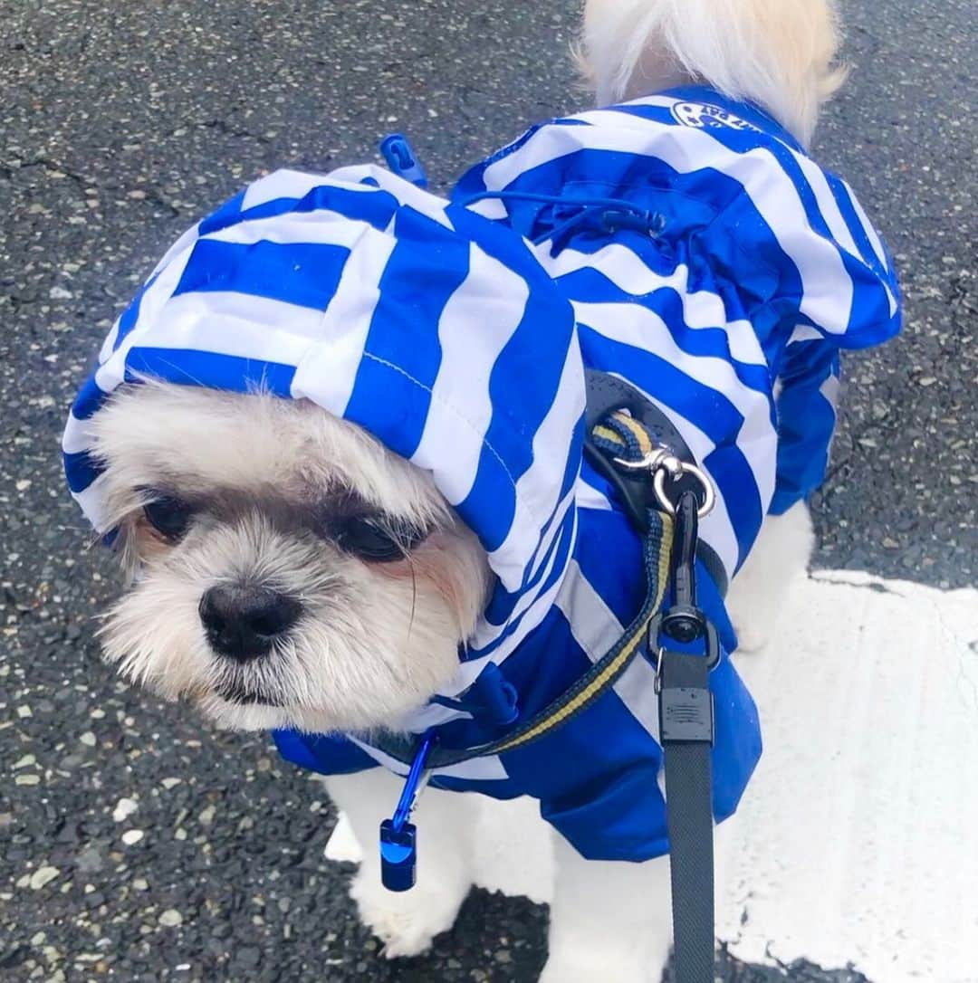 福田多希子さんのインスタグラム写真 - (福田多希子Instagram)「雨が続きますがレインコートのおかげで﻿ 通学途中の女子高生に﻿ 『きゃあ♡♡可愛いーー💓』と言われてまんざらでもない様子のちゃちゃ丸﻿ ﻿ 良かったねー♡﻿ ﻿ ☔🐶﻿ ﻿ #朝晩のお散歩﻿ #ぎこちない﻿ #シーズー#獅子﻿ #シーズー大好き﻿ #大阪シーズー﻿ #犬#dog#Raincoat  #いぬのきもち」7月10日 10時01分 - yomeponta