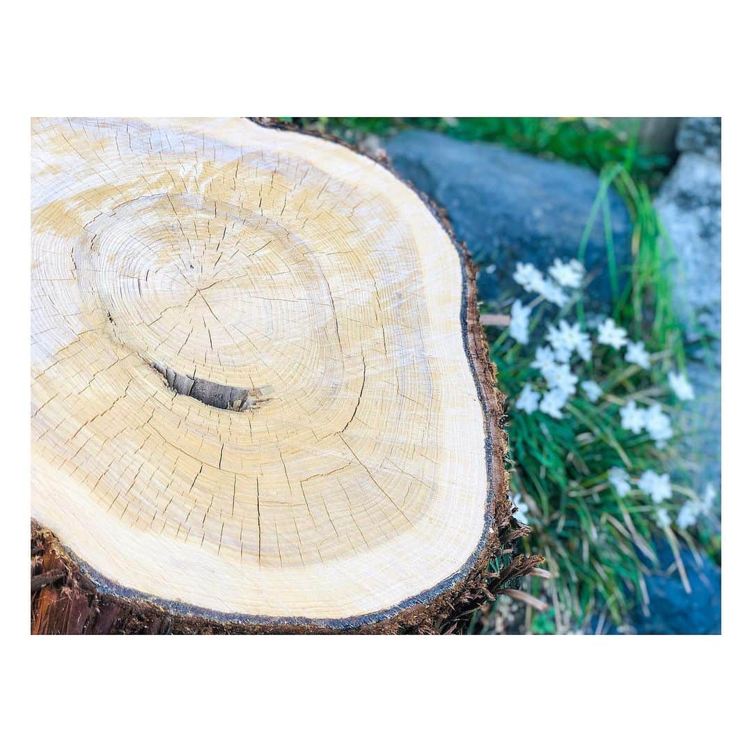 立花サキさんのインスタグラム写真 - (立花サキInstagram)「切り株さん🌲﻿ ﻿ #tree #nature」7月10日 10時05分 - tachibanasakichaso