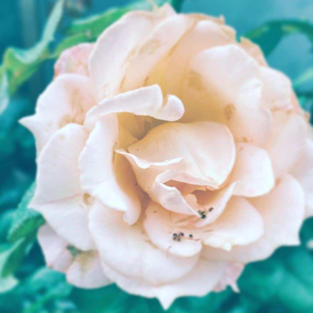 中野敬久さんのインスタグラム写真 - (中野敬久Instagram)「#flower #flowersoflife #pink #insects #bloom #hope」7月10日 10時28分 - hirohisanakano