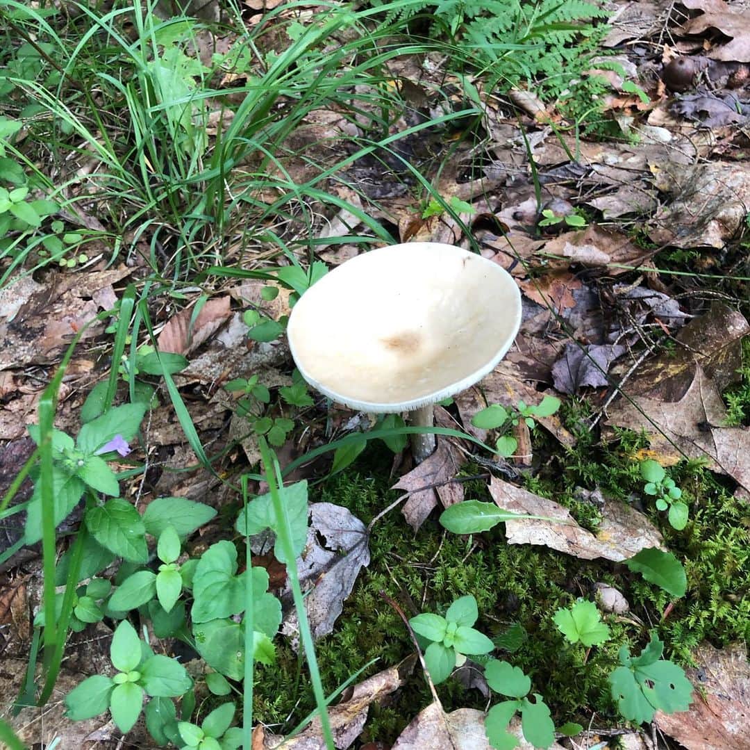 マーシャ・ゲイ・ハーデンのインスタグラム：「Anyone know what kind of shroom this is? Is it edible/cookable?」