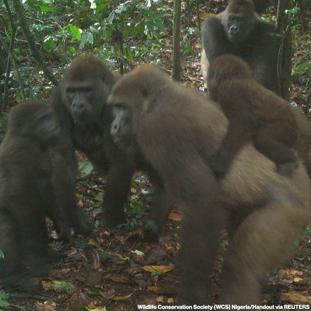 ABC Newsさんのインスタグラム写真 - (ABC NewsInstagram)「Conservationists have captured the first images of a group of rare Cross River gorillas with multiple babies in Nigeria's Mbe mountains, proof that the subspecies once feared to be extinct is reproducing amid protection efforts.⁣ ⁣ Only 300 Cross River gorillas are believed to remain in the wild, and scientists say they are rarely spotted, even by remote cameras. #gorilla #wildlife #conservation #nigeria」7月10日 11時01分 - abcnews