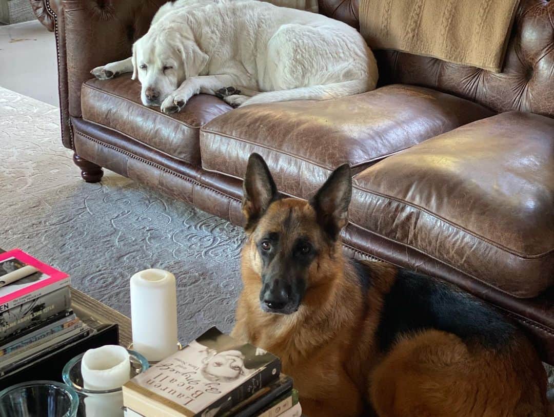 ロバート・パトリックさんのインスタグラム写真 - (ロバート・パトリックInstagram)「Lucinda and Blitz. The good life! #dog #dogsofinstagram #labradorretriever #germanshepherd #germanshepherdsofinstagram #mansbestfriend」7月10日 11時17分 - ripfighter