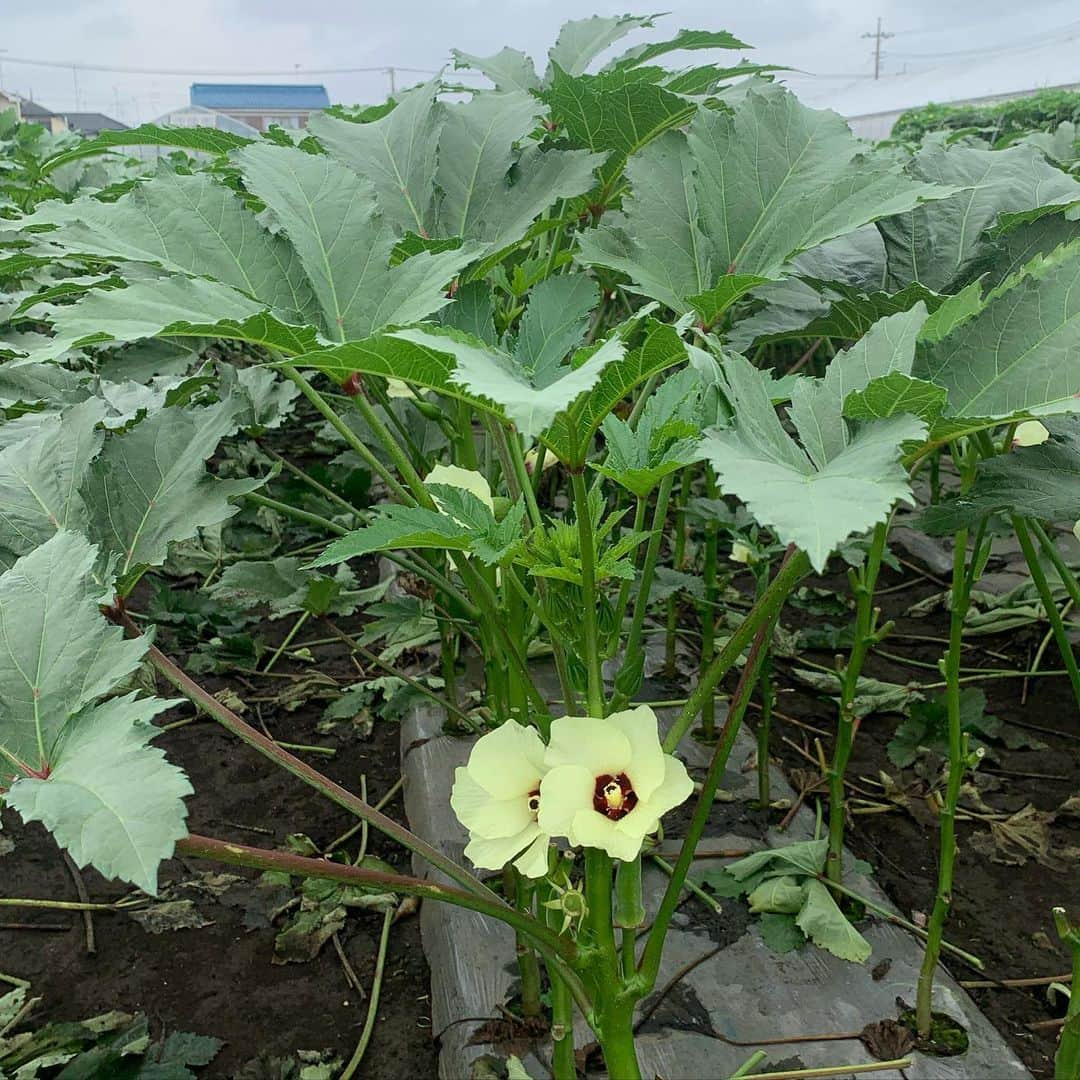 宙也さんのインスタグラム写真 - (宙也Instagram)「近所の畑。オクラの花。写真撮ろうとしてたら通りがかったおじさんが何の花なのか教えてくれた。よく見るとオクラがぶらさがってる。 #okra」7月10日 11時27分 - chuya_aquarius