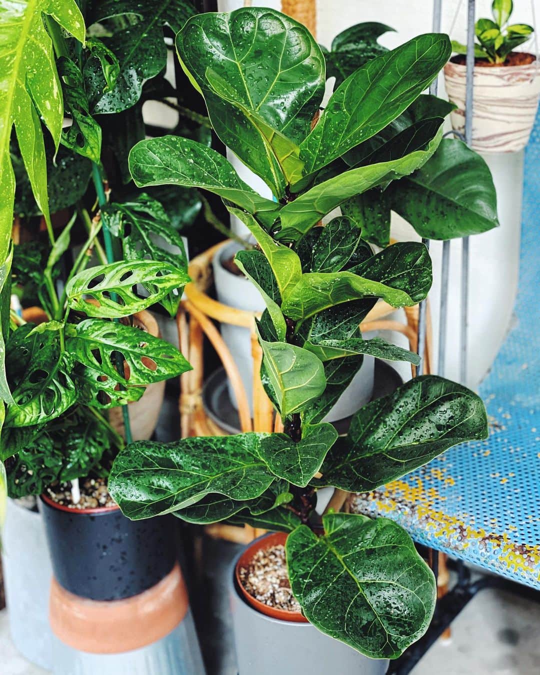 鄭碧瑩のインスタグラム：「I read that the #ficuslyratabambino can only grow up to 1.5 meters. My dream for a tall tree is crushed. Time to look for the non-dwarf version.  Happy polling Singapore! . . . .  #plantstagram #plantsofinstagram #houseplants #plantsmakepeoplehappy #botanical #instaplants #plants #foliage #leaf #plantflife #springintoplants #plantlady #plantpotters #crazyplantlady #houseplantclub #helloplantlover #plantshelfie #houseplantsofinstagram #houseofplantlovers #junglecollective #vsco #vscogram #vscocam #vscoplants #gardeningsg #urbanjunglebloggers #sgplantclub #plantnerd #ficuslyrata」