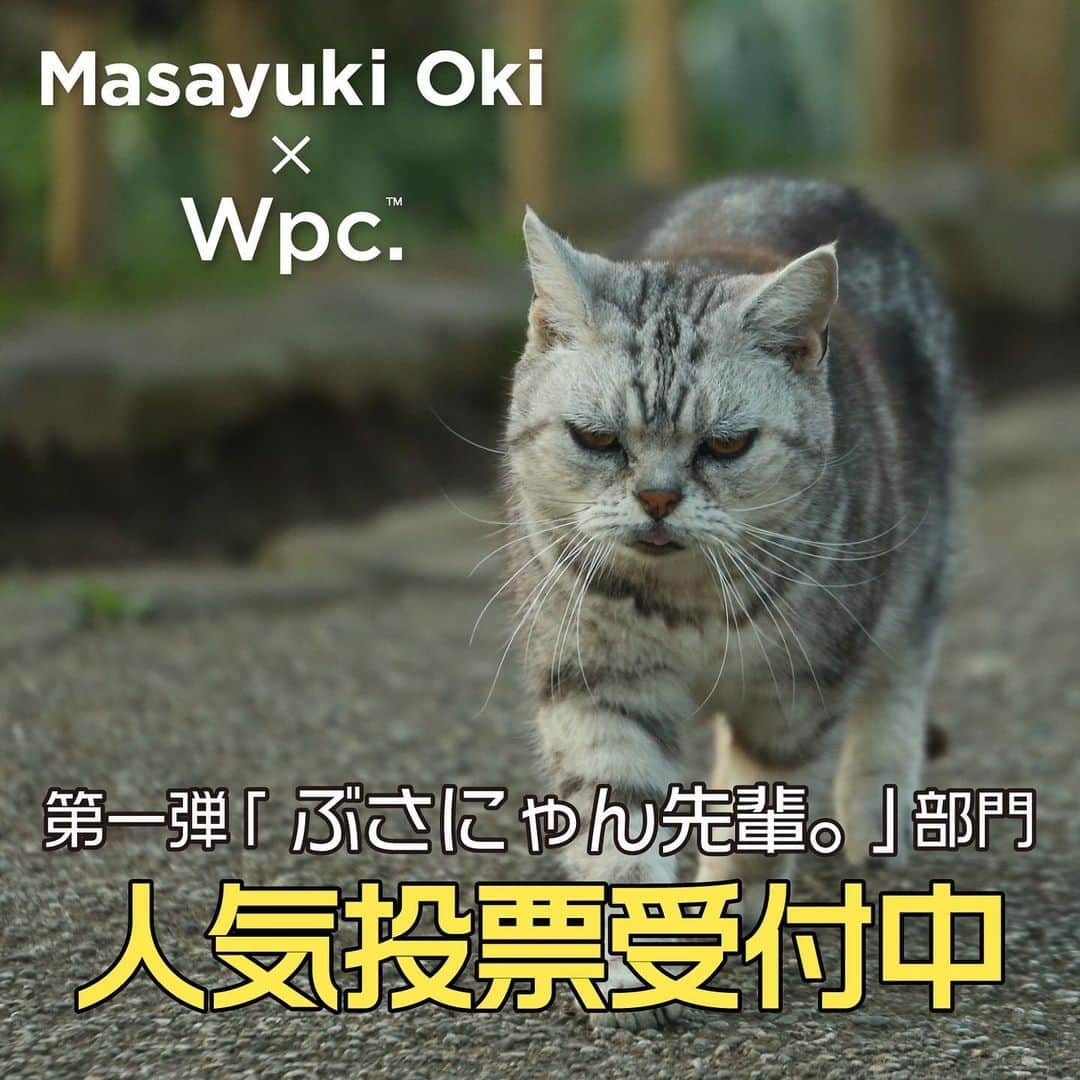Masayukiさんのインスタグラム写真 - (MasayukiInstagram)「Masayuki Oki×Wpc.™コラボ 猫のビニール傘＆エコバッグ 人気投票受付中   第一弾回　運命の出逢い「ぶさにゃん先輩。」部門   7月16日23:59迄   猫写真を撮影するきっかけにもなった「ぶさにゃん先輩。」  4枚の写真の中から、一番かわいいと思う「ぶさにゃん先輩。」  のナンバーをコメント欄に記載して、投票に参加してみてくださいね！  １位の#ぶさにゃん先輩。 写真も傘とエコバックに登場します。  投票 お待ちしております！  #wpcコラボ」7月10日 11時44分 - okirakuoki