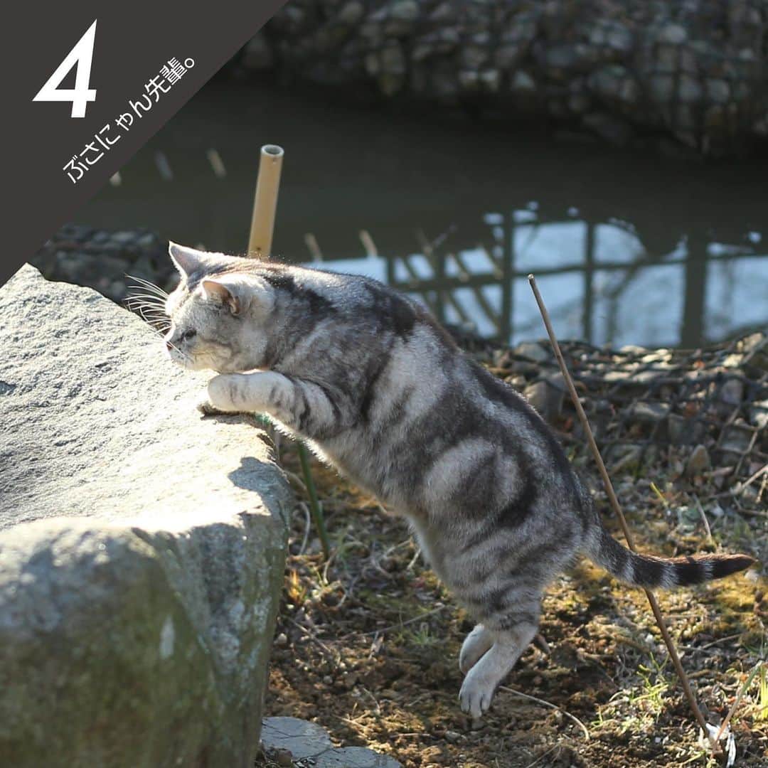 Masayukiさんのインスタグラム写真 - (MasayukiInstagram)「Masayuki Oki×Wpc.™コラボ 猫のビニール傘＆エコバッグ 人気投票受付中   第一弾回　運命の出逢い「ぶさにゃん先輩。」部門   7月16日23:59迄   猫写真を撮影するきっかけにもなった「ぶさにゃん先輩。」  4枚の写真の中から、一番かわいいと思う「ぶさにゃん先輩。」  のナンバーをコメント欄に記載して、投票に参加してみてくださいね！  １位の#ぶさにゃん先輩。 写真も傘とエコバックに登場します。  投票 お待ちしております！  #wpcコラボ」7月10日 11時44分 - okirakuoki