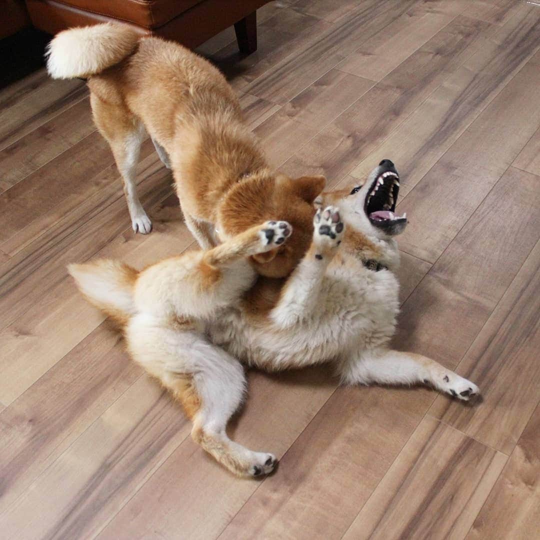 柴犬たま Shibainu Tamaのインスタグラム