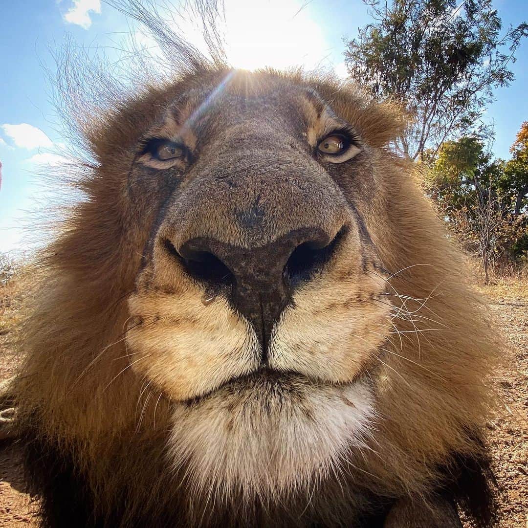 Kevin Richardson LionWhisperer さんのインスタグラム写真 - (Kevin Richardson LionWhisperer Instagram)「Even lions have nose runs on cold days, bad hair days and photos that make their noses look big. You’re not alone! 😉 #badhairday #noseruns #bignose #alexthelion #bobcat #selfie #lion #instafun #tgif」7月10日 12時38分 - lionwhisperersa