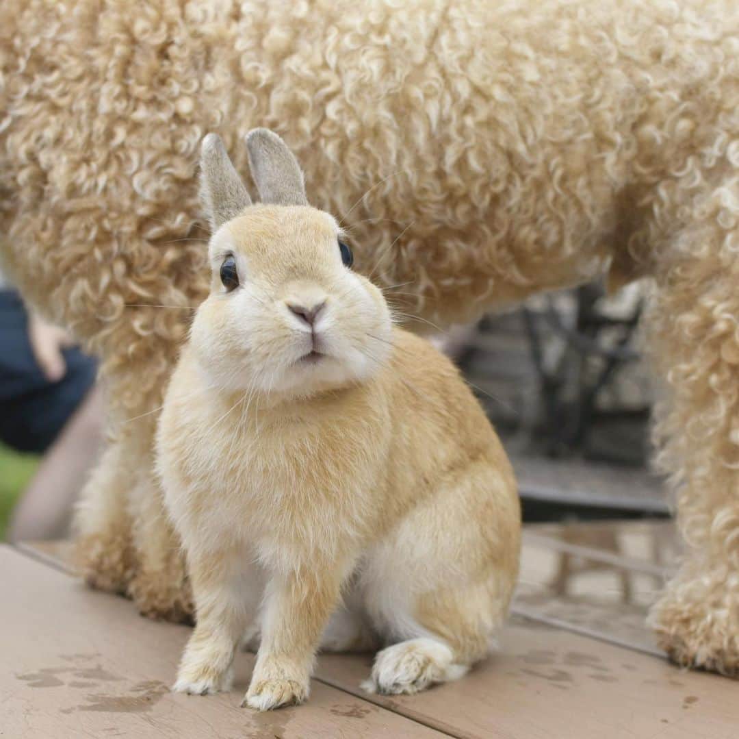 yun.ゆんのインスタグラム：「lemon.🍋＋🐑？ 後ろにいるのは羊さんでしゅか？ 🐑🐇 . . 羊感がすごいコットンとのツーショットでした。 🍋🐶 😂 . . . ♪ ♪  ♪ #雨の合間に #引き続き大雨#気をつけてください #ひつじ  #うさぎ#ウサギ#ネザーランドドワーフ#ZIP写真部#レモン#ふわもこ部#マーチ#多頭飼い #rabbits#rabbitsofinstagram #rabbitstagram #petstagram #march#instapet#cutepetclub #instarabbit #bunnies #bunnylove #lapin #pecotv #WeeklyFluff #lemon #netherlanddwarf #dailyflufffeature#pecotv」