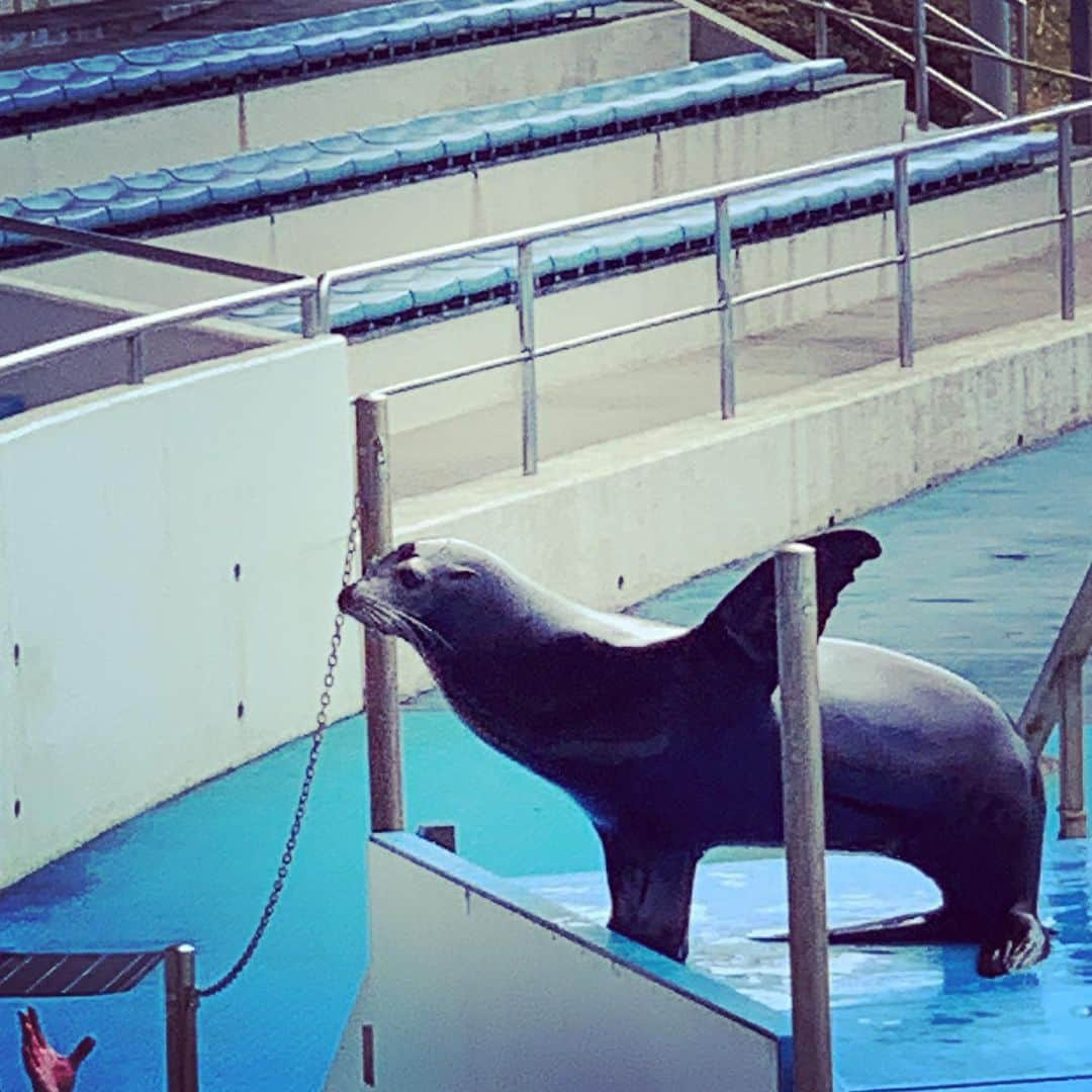 マサ北宮さんのインスタグラム写真 - (マサ北宮Instagram)「『よっ！』 #noah_ghc  #sealion」7月10日 12時37分 - masakitamiya_noah