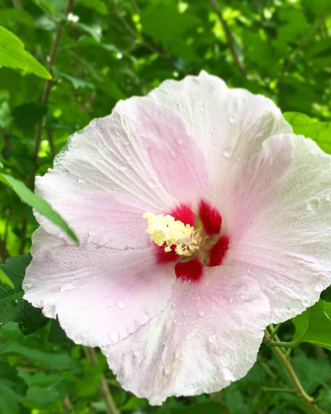 のインスタグラム：「today's flower 🌸」