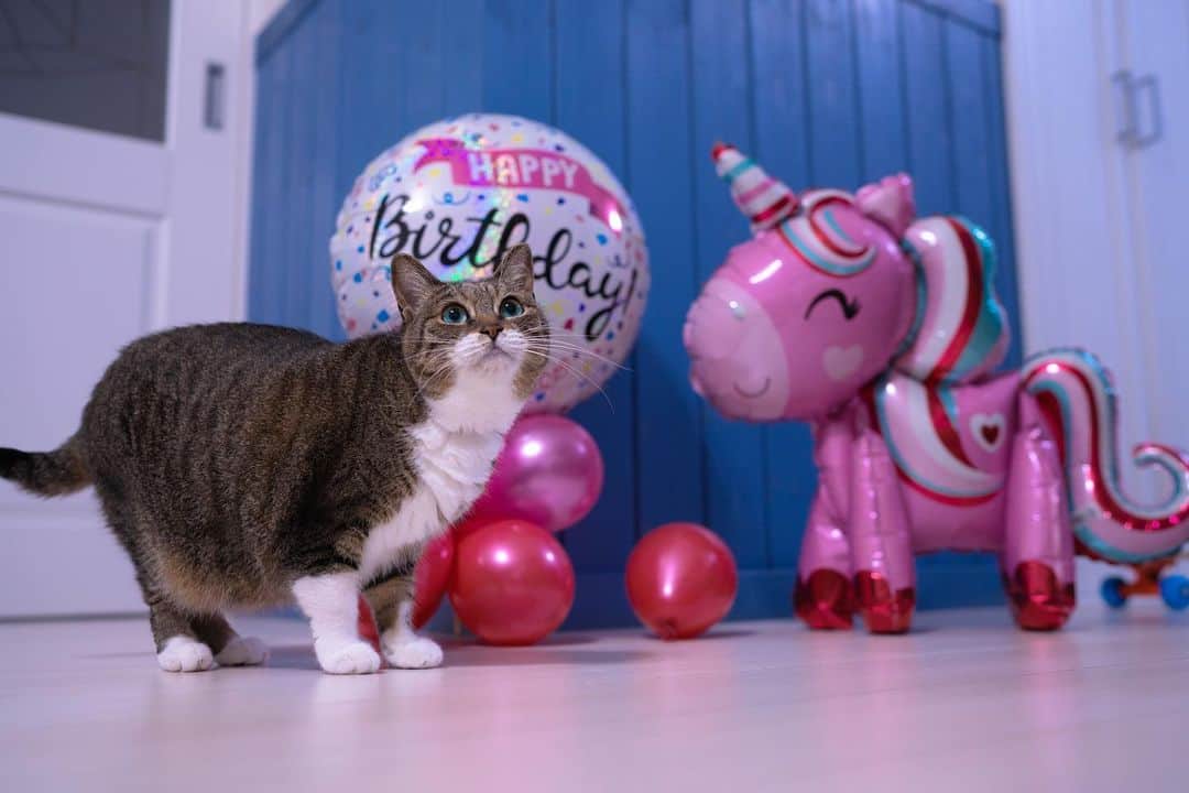 Sakiのインスタグラム：「* Hey guys! So July 10th is Ruby's 8th birthday!!!! Happy Birthday Ruby! . 皆さん こんにちはー！ 7月10日はルーの8回目の誕生日です🎉 ルーちゃんおめでとー！ #元野良猫部 #元野良もカワイイ説普及隊 *」