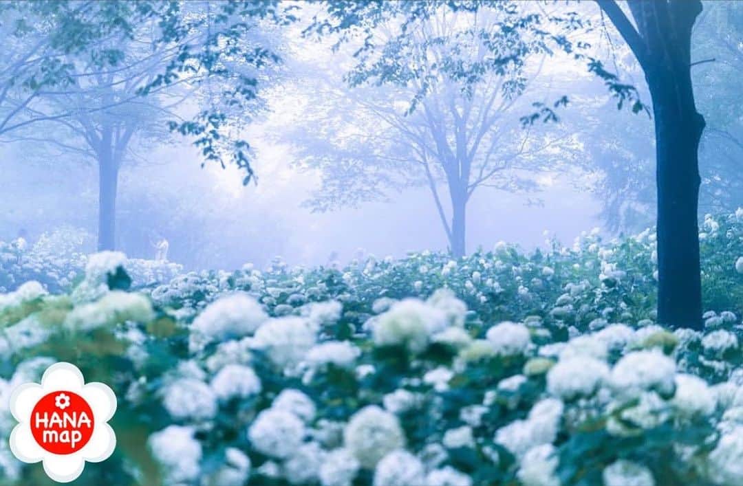 はなまっぷ❁日本の花風景のインスタグラム