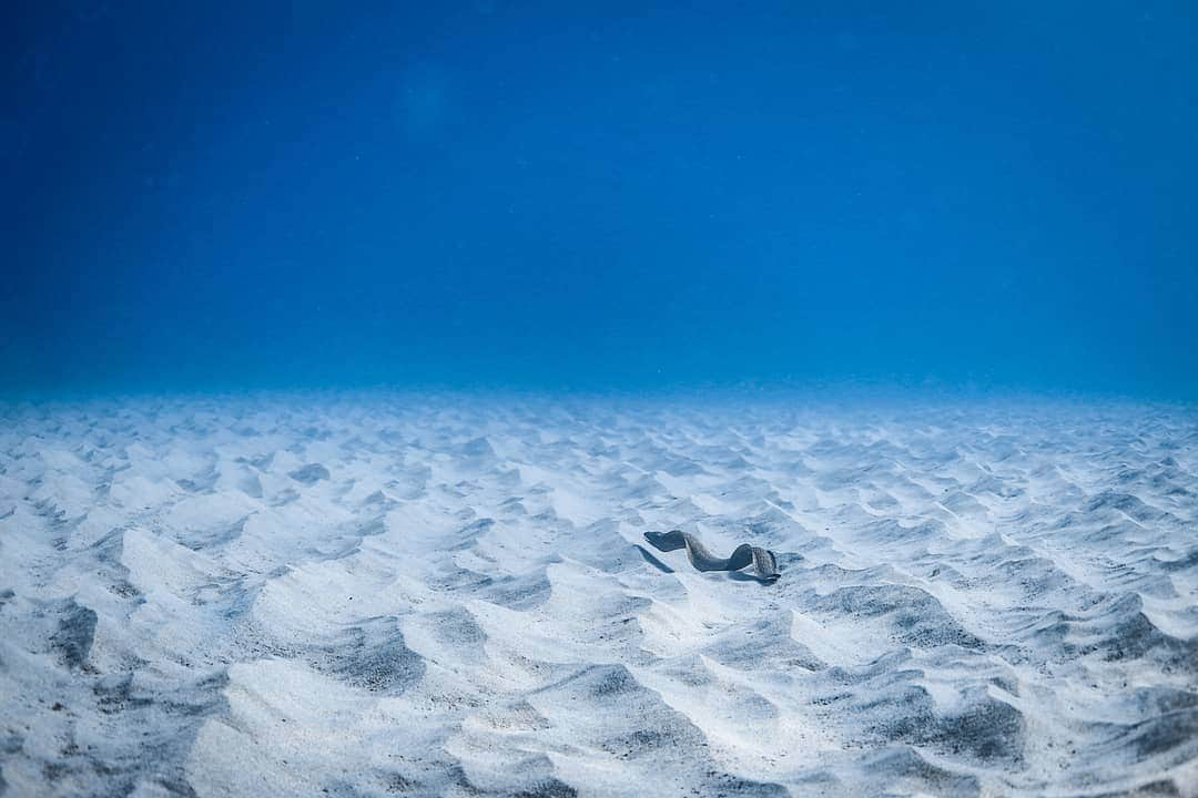 And Youさんのインスタグラム写真 - (And YouInstagram)「Just trying to blend in like.... 🌊. ​. ​. ​. ​. ​. ​. ​#eel #underwaterhawaii #underwaterphotographer #sealife #marinelife #wildlifephotography #gameoftones #blues」7月10日 13時09分 - dolphinsandyou