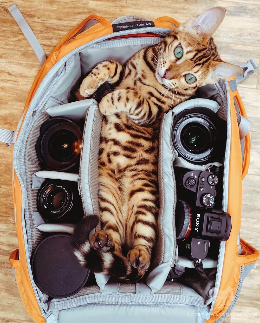 Cats of Instagramさんのインスタグラム写真 - (Cats of InstagramInstagram)「From @sukiicat: “Pack the essentials 😸🧡” #twitterweek #catsofinstagram」7月10日 13時50分 - cats_of_instagram