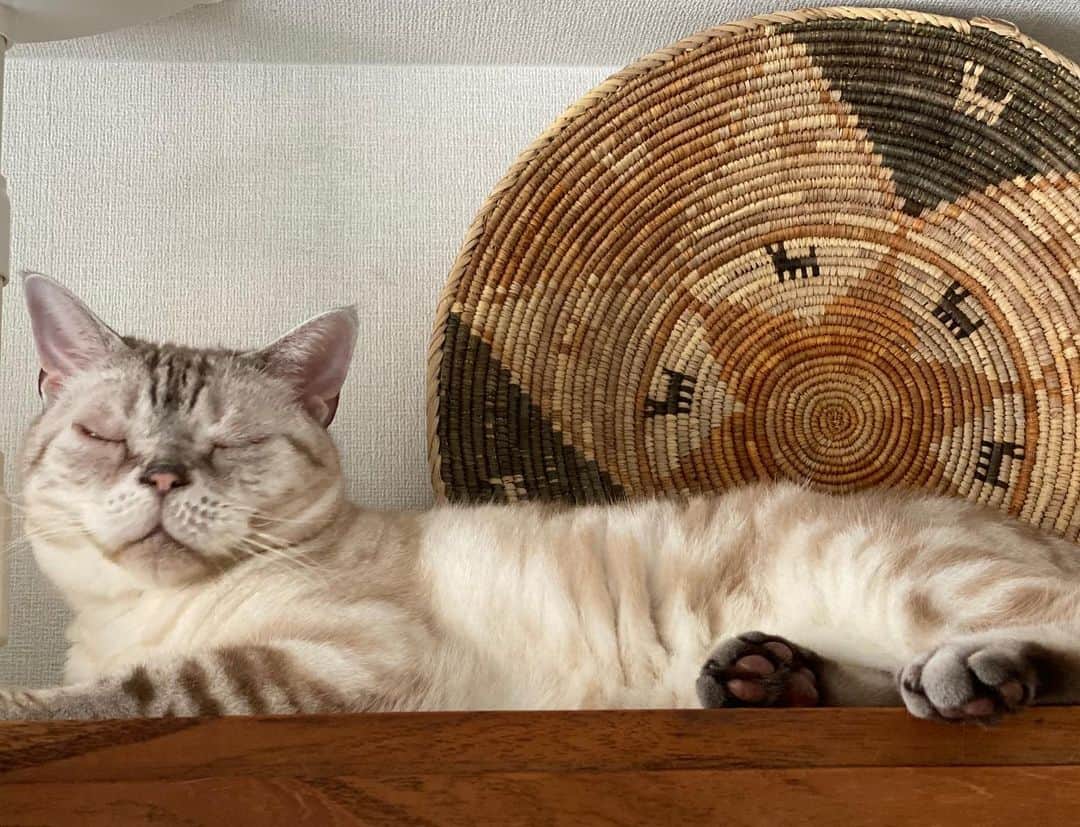 青山有紀さんのインスタグラム写真 - (青山有紀Instagram)「#garu_cat #ガル様」7月10日 13時59分 - yukiaoya