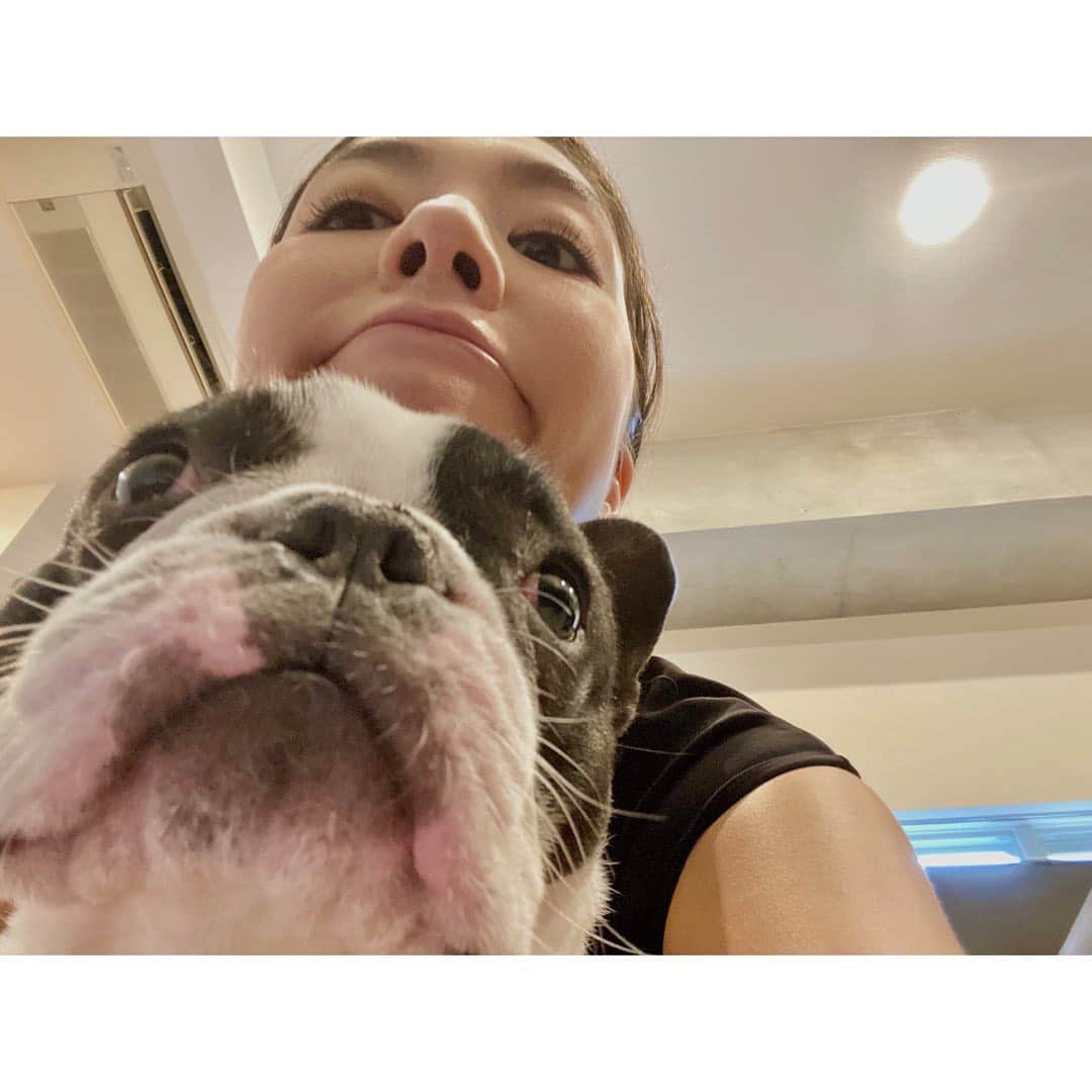 のインスタグラム：「My friend🐄 への字の口がチャームポイント。  #frenchbulldog #frenchie #me #dog #pet #instadog #dogstagrsm #cutie #buhi #family #selfie #friend #pied #フレンチブルドッグ #フレブル #ブヒ #犬 #家族 #ペット #愛犬 #への字口  #パイド #いぬすたぐらむ #犬バカ #犬バカ部  #親バカ #自撮り #ブサカワ #もふもふ #友達」