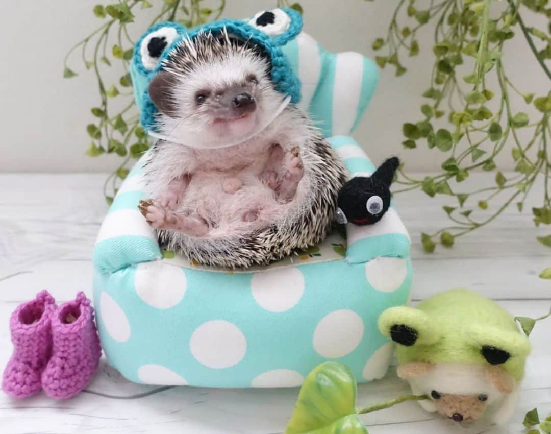 ラド&ティンクさんのインスタグラム写真 - (ラド&ティンクInstagram)「* 🐸　× 🦔 * model ： Liam * * 🐸さんになりきれてる？ 2枚目は左側のカエルさんが転んじゃったから、笑ってるよ🤣🤣 * @lalune1022 さんの #おちりすっぽり⭐︎ハリちゃんソファー 本日、22時よりminneで販売されるんだって。 私も新しい柄getしたーい❤️ * * #リアム　#はりねずみのリアム #はりねずみ #ハリネズミ #針鼠 #ヨツユビハリネズミ #ヘッジホッグ  #ペット #ふわもこ部 #モフモフ #hedgehog #pygmyhedgehog #lovelypet #cuteanimals #hedgehogfamily #hedgie #Hérisson #igel#riccio #Erizo #고슴도치 #刺猬 #pecotv」7月10日 14時39分 - rado_pompon