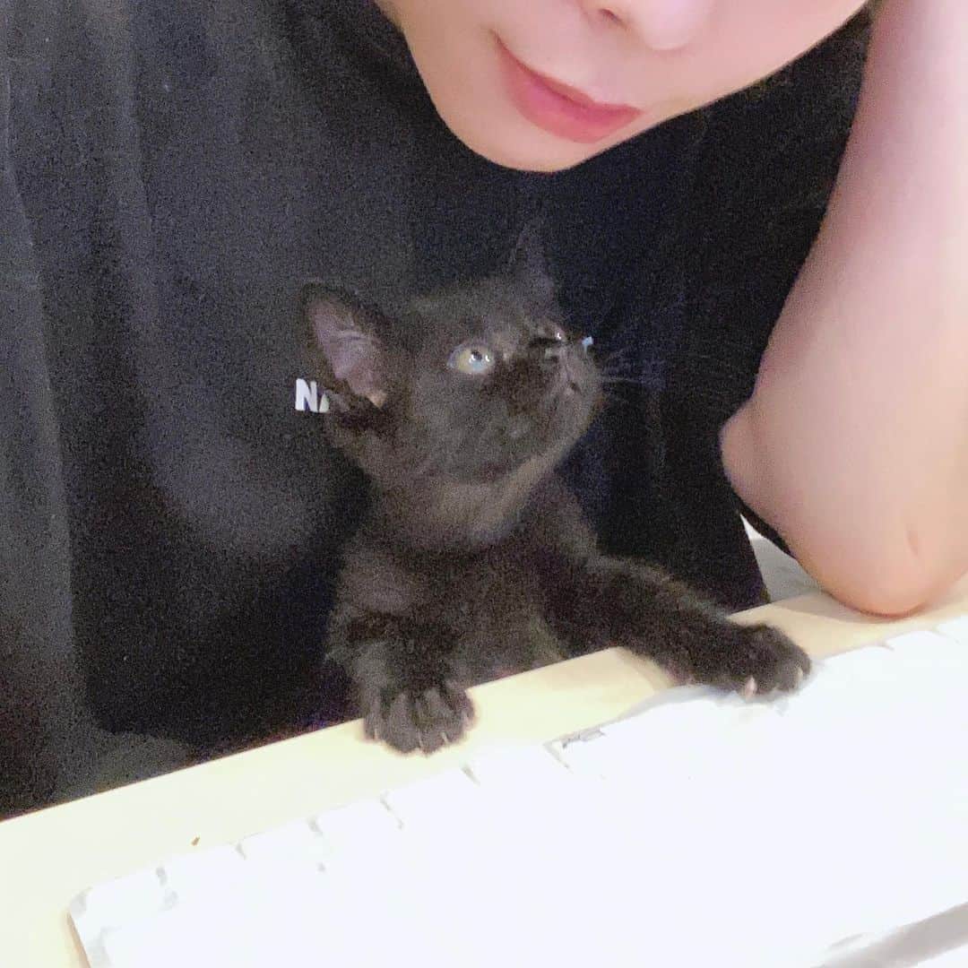 のインスタグラム：「仕事を手伝ってくれるのかと思いきや、手も足も出なかったので爪を出したらしい _  #ぺーぽん #cat #kitten #catstagram #catsofinstagram #catsagram #babycat #子猫 #保護猫 #保護ねこ #仔猫 #ねこ #cat_of_instagram #cat_of_world #catlife #catlover #catlovers #fluffy #fluffycat #にゃんすたぐらむ #ねこすたぐらむ #仔猫 #blackcat」