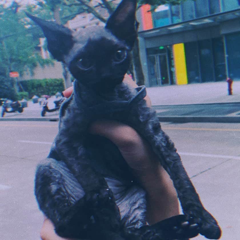 クアン・シャオトン（Guan Xiaotong）のインスタグラム：「宠物小精灵 😈😈 今天拉的很健康的💩～铲屎官本关表示很欣慰」
