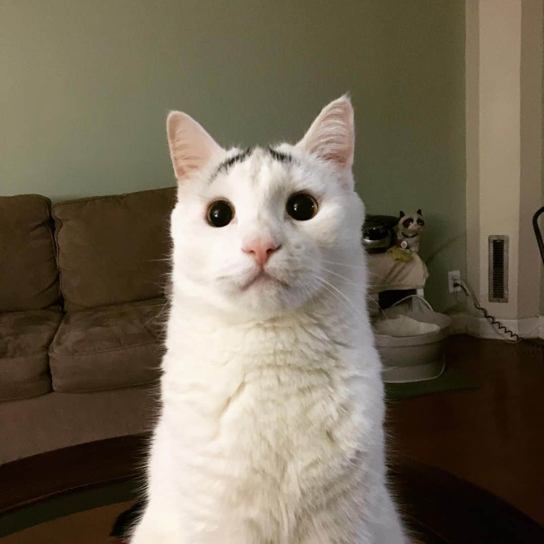 Samのインスタグラム：「I hear I have some competition....#eyebrowcat」