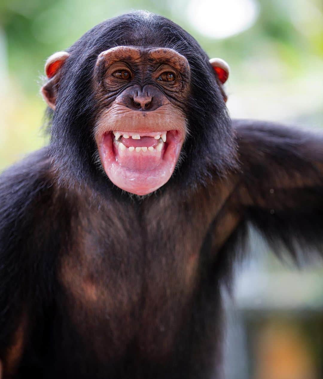 Zoological Wildlife Foundationさんのインスタグラム写真 - (Zoological Wildlife FoundationInstagram)「SMILE! It’s FRI-YAY!🐵🤪😁 #smilemore #happiness」7月11日 0時20分 - zwfmiami