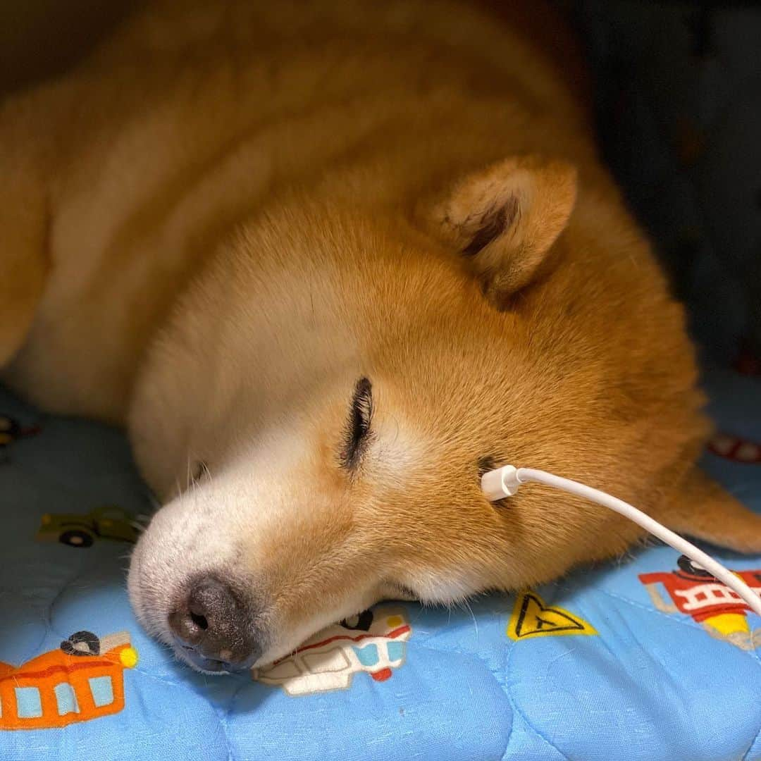 まる（まるたろう）さんのインスタグラム写真 - (まる（まるたろう）Instagram)「Charging...✨🐶🔋💤✨今日は充電しながら寝よっと #まるも1週間頑張ったしね #パパはもう少し頑張れ #充電中 #満タンでおなしゃす」7月11日 0時27分 - marutaro