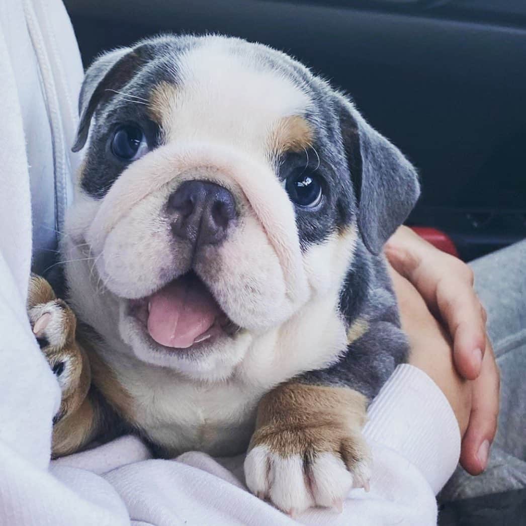 Bodhi & Butters & Bubbahのインスタグラム：「Wait....did you say FRIDAY?!?! . . Happy Friday my loves 💗 how was your week? 🐶 . . . . . #bulldog #puppy #love #smile #it #is #friday #weekend #positivevibes #success #friyay #cute #dog #bff #goals #dogsofinstagram #instagood 💗 @agnesandluna」