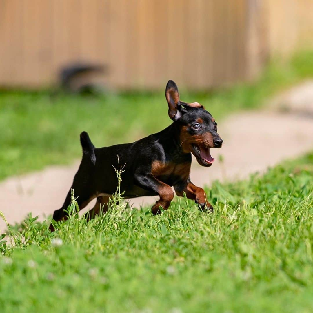 Puppy For Sale.さんのインスタグラム写真 - (Puppy For Sale.Instagram)「Черно подпалая девочка цвергпинчера от Чемпиона Мира🥰  Малышка полностью привита привиты. ⠀ На данный момент ушки и хвостик купированны😊❤️ ⠀ Породная, стильная; с хорошим костяком и шикарной анатомией👍 ⠀ У девочки отличный характер: весёлая, активная, любознателеная🥰 ⠀ Больше информации и фото в Директ или Вотсапп ⠀ ___ ⠀ Следите за нашими обновлениями и подписывайтесь👇 @artsimpatiya ⠀ Больше информации, фото и видео: Директ, на личном сайте питомника Арт Симпатия: www.artsimpatiya.ru」7月11日 1時01分 - artsimpatiya