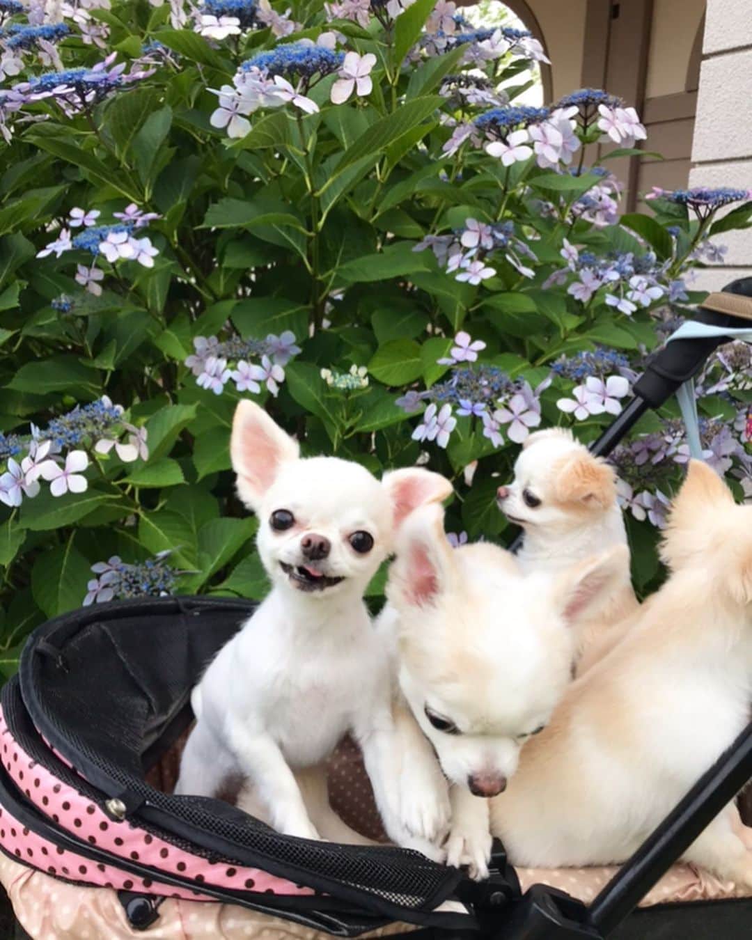 ∞maki∞??????さんのインスタグラム写真 - (∞maki∞??????Instagram)「2020.7.10 デコ♡フワ♡ピノ♡サラ♡オミ♡ ・ ・ ・ お花とみんな〜🥰💗💗💗💗💗✨ ・ ・ ・  #お出かけ#お花とみんな② #dog#Chihuahua#Chihuahualove#Chihuahualife#instaChihuahua#photooftheday#IGersJP#west_dog_japan#all_dog_japan#happy#cute#love#犬#愛犬#チワワ#多頭飼い#可愛い#幸せ #ﾃﾞｺﾌﾜﾋﾟﾉｻﾗｵﾐ」7月10日 16時38分 - maki_dfpso