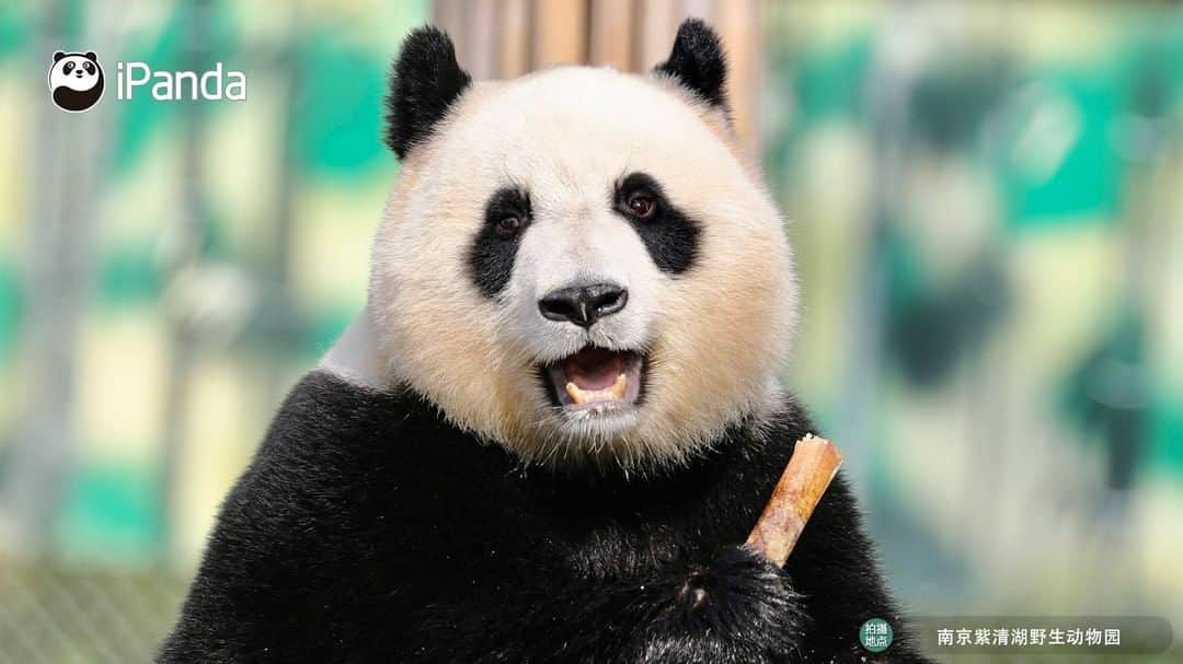 iPandaさんのインスタグラム写真 - (iPandaInstagram)「Would you like to save all of these photos to be your screen wallpaper? ? I promise you will be happy when you see me. 🐼 🐾 🐼 #ChineseCulture #panda #ipanda #animal #pet #adorable #China #travel #pandababy #cute #photooftheday #Sichuan #cutepanda #animalphotography #cuteness #cutenessoverload」7月10日 17時00分 - ipandachannel
