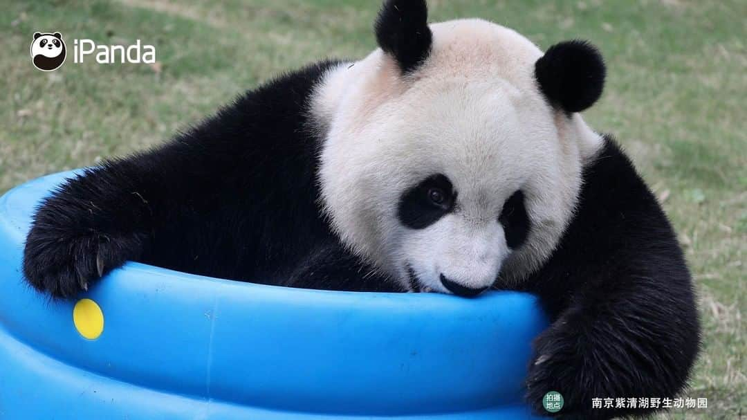 iPandaさんのインスタグラム写真 - (iPandaInstagram)「Would you like to save all of these photos to be your screen wallpaper? ? I promise you will be happy when you see me. 🐼 🐾 🐼 #ChineseCulture #panda #ipanda #animal #pet #adorable #China #travel #pandababy #cute #photooftheday #Sichuan #cutepanda #animalphotography #cuteness #cutenessoverload」7月10日 17時00分 - ipandachannel