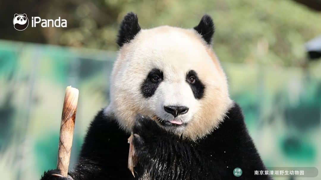 iPandaさんのインスタグラム写真 - (iPandaInstagram)「Would you like to save all of these photos to be your screen wallpaper? ? I promise you will be happy when you see me. 🐼 🐾 🐼 #ChineseCulture #panda #ipanda #animal #pet #adorable #China #travel #pandababy #cute #photooftheday #Sichuan #cutepanda #animalphotography #cuteness #cutenessoverload」7月10日 17時00分 - ipandachannel