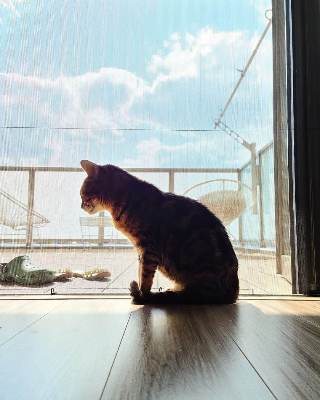 Galaxy Mobile Japanさんのインスタグラム写真 - (Galaxy Mobile JapanInstagram)「たまにはおうちの風景も…🏠窓辺にたたずむ可愛い猫を #GalaxyS20 5G で撮影しました🐈 皆さんのおうちにも、「うちの子が一番可愛い」的なペットがいるのではないでしょうか…😉ぜひ #Galaxyカメラ部 をつけて投稿して、見せてください！もしかしたら、Galaxy のInstagram で紹介されるかも♪ 📸#GalaxyS20 5G #withGalaxy Photo by @wagnus ・ ・ ・ #Galaxy5G #ギャラクシーS20 #ギャラクシー #おうち時間 #おうち時間を楽しむ #おうちフォト #おうち #🏠 #にゃらくしー #にゃらくしーカメラ部 #癒しのアニマルタイム #猫のいる暮らし #猫好き #猫大好き #ねこすたぐらむ #ねこすた #ねこと暮らす #ねこ写真 #ネコスタグラム #ネコスタ #🐱 #Galaxyカメラ部 #おうちGalaxyカメラ部」7月10日 17時00分 - samsungjpn
