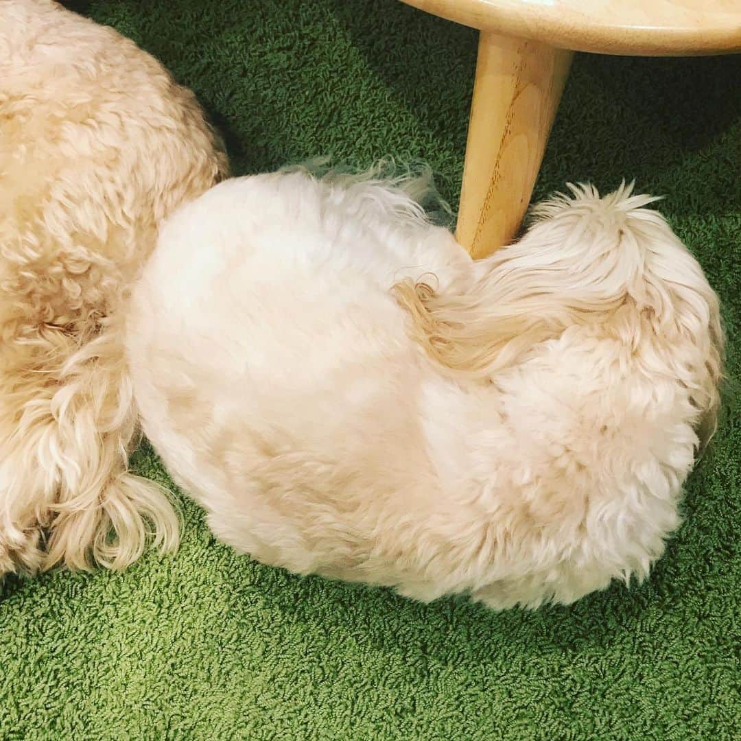 北山陽一のインスタグラム：「おもち誕生日おめでとう。3歳になったのか…  #きたやまおもち #納豆の日 #きたやまおかき」