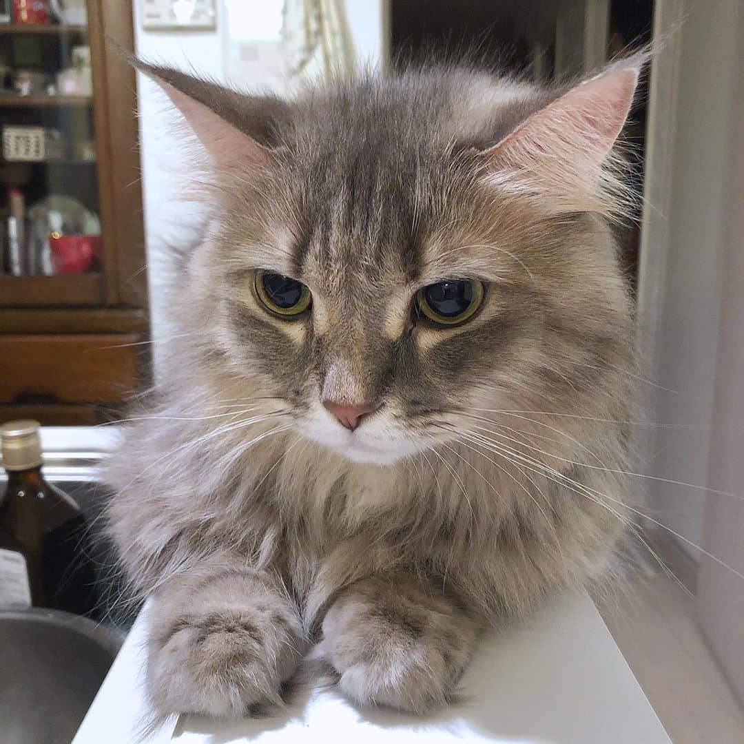 のインスタグラム：「🐱🐱🐱」