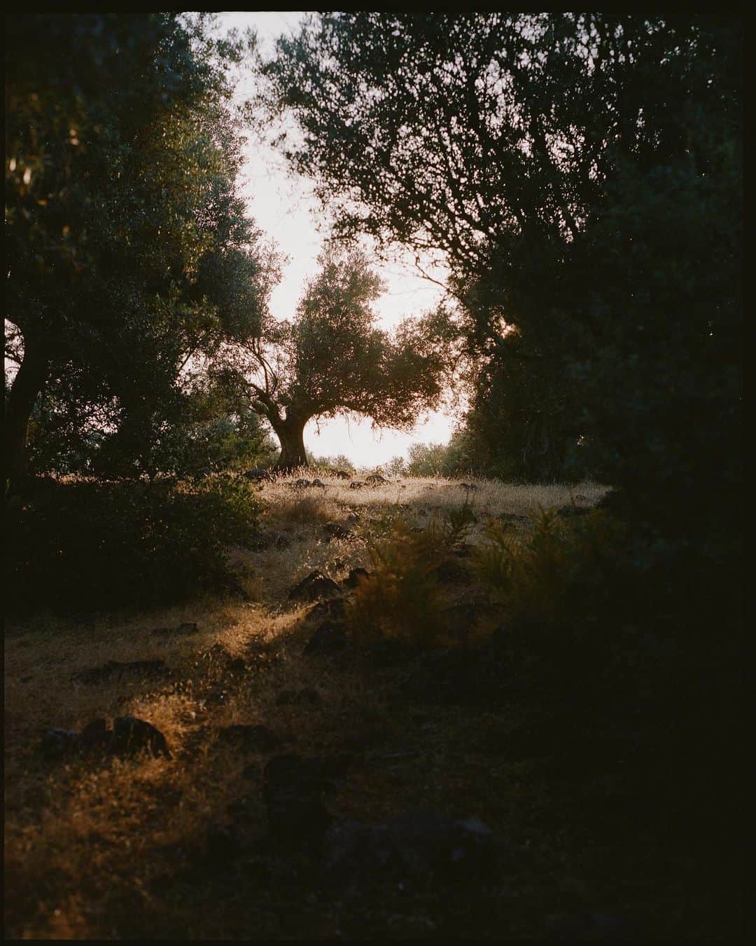 C E R E A Lのインスタグラム：「Last summer, Portugal.」