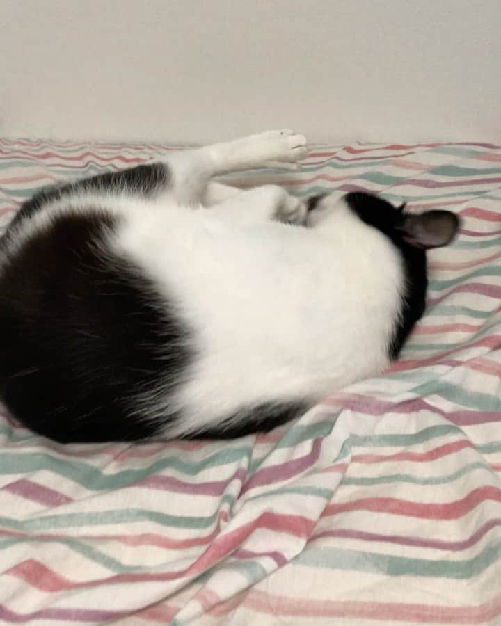 ぽんずのインスタグラム：「アクロバティック甘えん坊グルーミング  #ねこ#猫#cat#猫好き#親バカ#はちわれ#ハチワレ#はちわれ猫#ハチワレ猫#白黒猫部#にゃんすたぐらむ#ilovecat#猫大好き#うちの猫自慢#白黒猫 #我が家のぽんずくん #ちゅーちゅー妖怪」