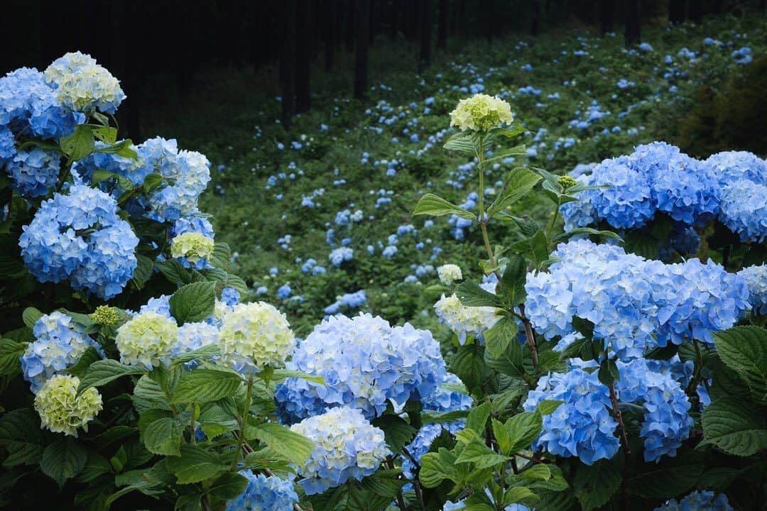 Visit Wakayamaのインスタグラム：「.⠀ For all of the hydrangea lovers out there, here's 3,500 of them.⠀ What kinds of summer flowers are blooming near you? #HanazonoHydrangeaGarden⠀ 📸: @kimiaki_n」