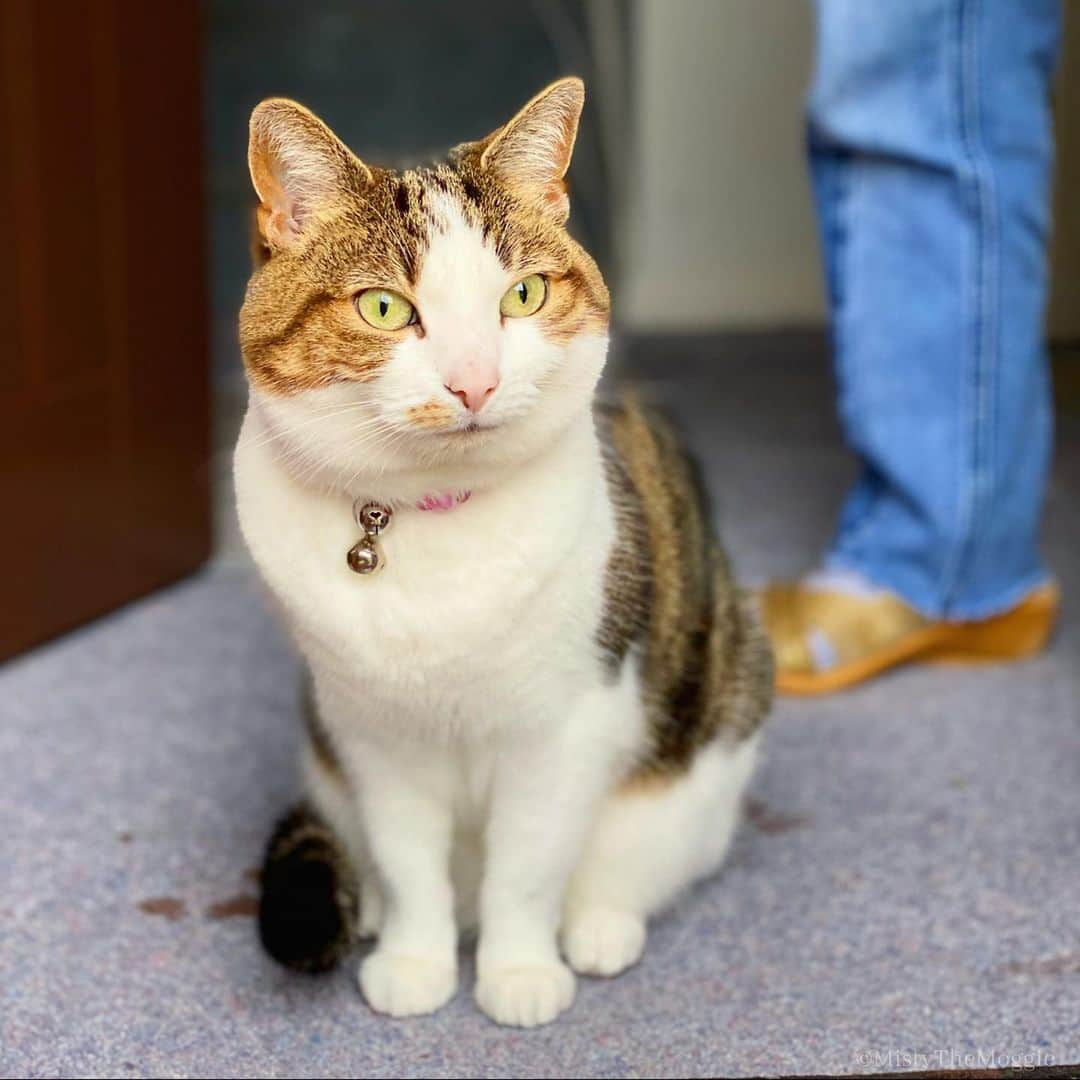 Misty The Moggieのインスタグラム：「When human comes for a socially distanced visit but I’m more interested in the birds behind her...」