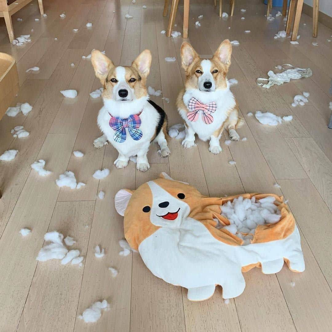 8crapさんのインスタグラム写真 - (8crapInstagram)「We don’t need any fake frens 😒 - Want to get featured like them? Join “The Barked Club” on FACEBOOK and post something now! 👉 barked.com - 📷 @yayathecorgi - #TheBarkedClub #barked #dog #doggo #Corgi #Corgis」7月10日 19時08分 - barked