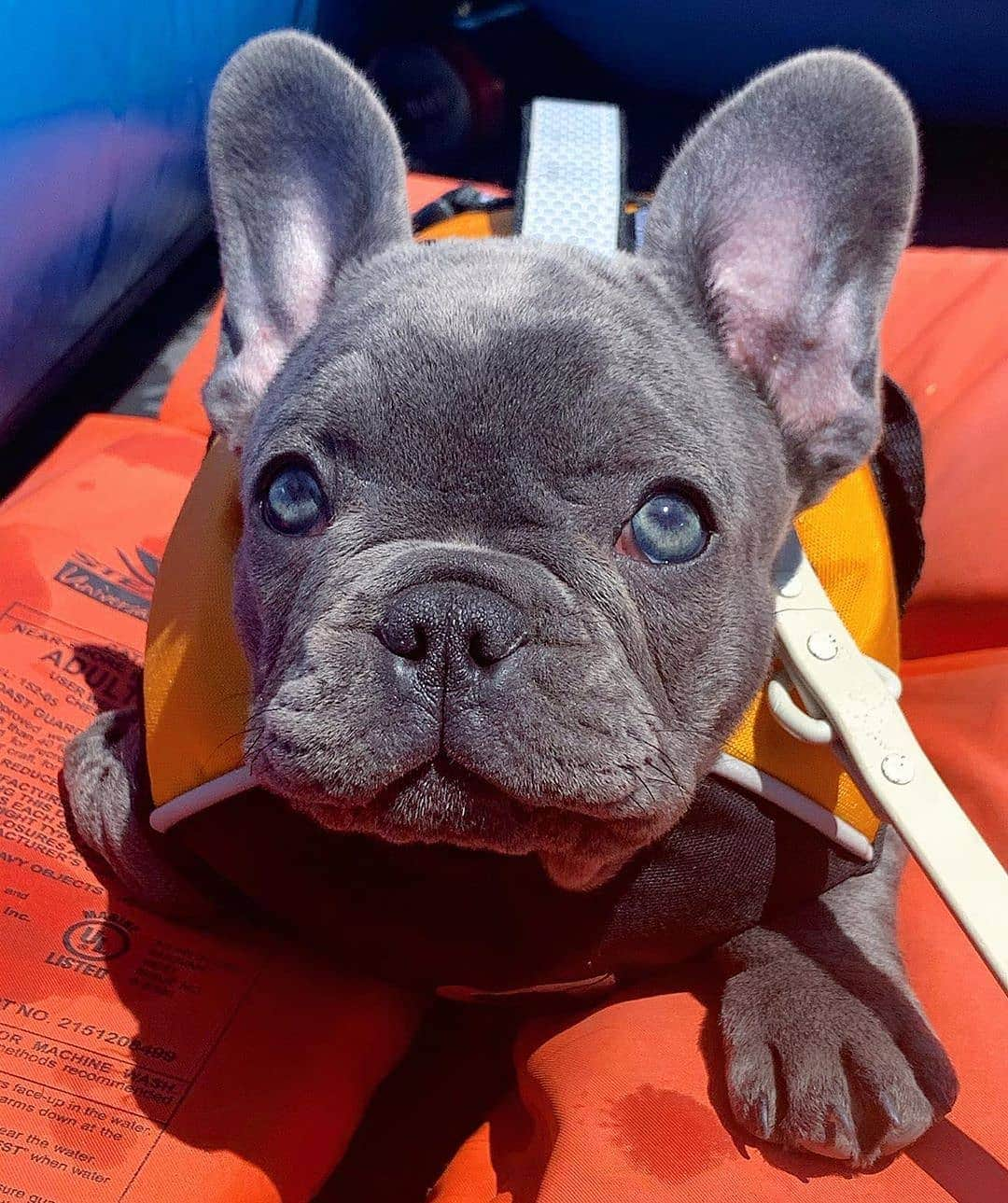 French Bulldogさんのインスタグラム写真 - (French BulldogInstagram)「You can never have enough life jackets, safety first! @stevieinseattle . . . . . #frenchie #frenchies  #französischebulldogge #frenchbulldog #frenchbulldogs #dog #dogsofinstagram #frenchieworld #bully #bulldog #bulldogfrances #フレンチブルドッグ #フレンチブルドッグ #フレブル #ワンコ #frenchiesgram #frenchbulldogsofinstagram #ilovemyfrenchie #batpig #buhi #squishyfacecrewbulldog」7月10日 19時27分 - frenchie.world