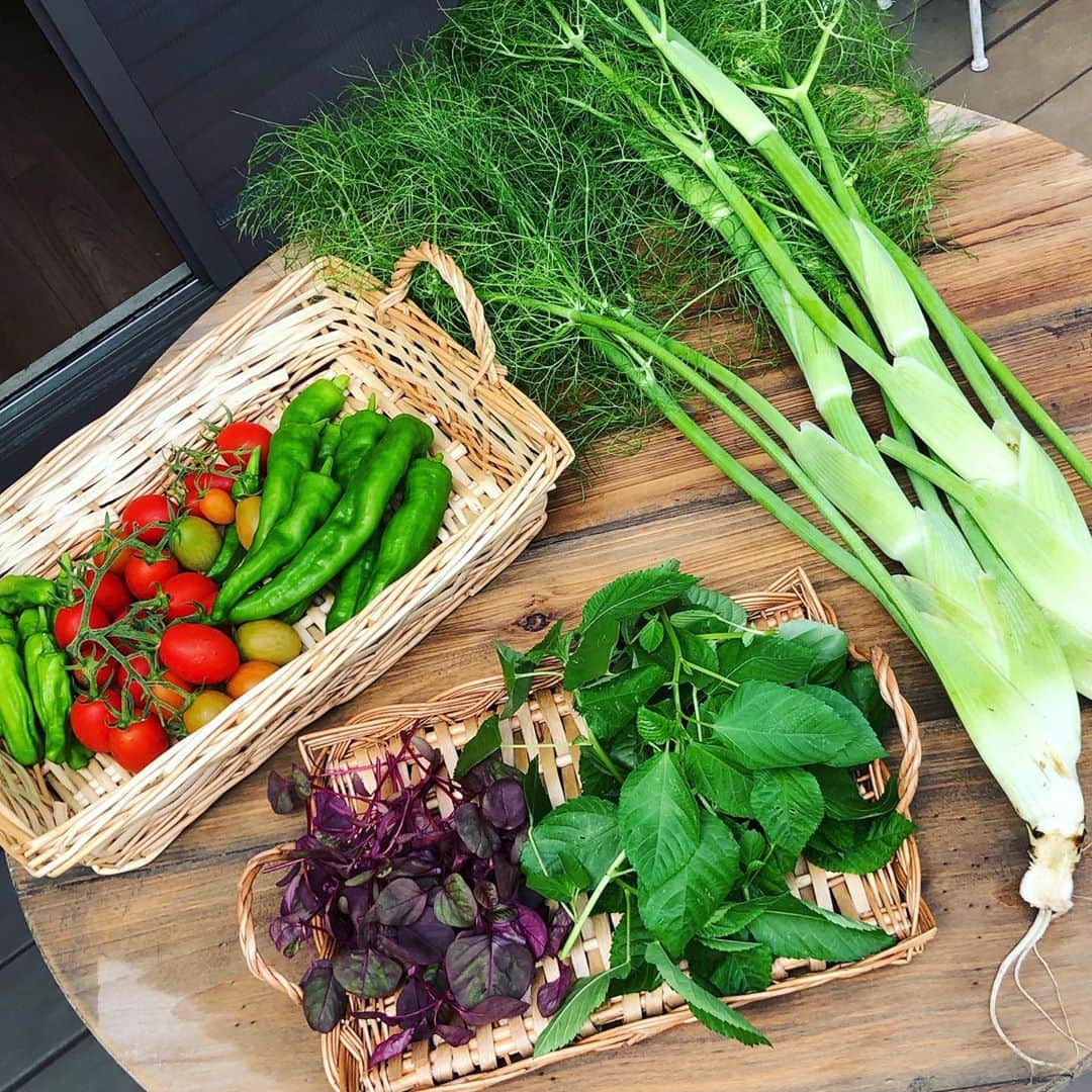 山口もえのインスタグラム：「大収穫🌶🥒🍅🥕✨ 収穫が楽しい季節🌞 虫たちも元気な季節🐛 いまだに 虫には慣れない43歳 見つけた時は 大騒ぎ😭💦💦💦  7月12日（日）8：00〜8：24 NHK-E「趣味の園芸 やさいの時間」 ミニニンジンとミニゴボウを育てます💕  #やさいの時間#深町貴子 #ミニニンジン#ミニゴボウ #虫 #どうにもこうにも #苦手なり」