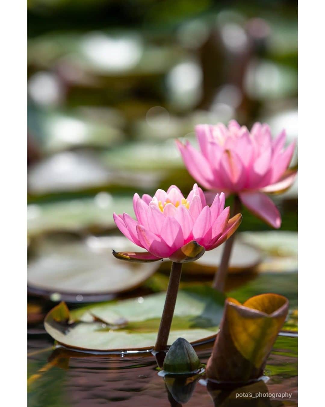 花の写真館のインスタグラム：「Photo by 野崎武史.⠀ .⠀ Original Post[投稿いただいたURL]⠀ https://www.facebook.com/photo.php?fbid=926187057844827⠀ .⠀ 本アカウントは、 #私の花の写真 をつけてInstagramに投稿された皆さまの花の写真や、「花の写真館」Facebookページで投稿された花の写真を紹介します。⠀ 「花の写真館」Facebookページは、「 @floral.photograph 」のプロフィールにあるURLからご覧ください。⠀ .⠀ ※各自、政府、自治体など公的機関の指示に従った行動をお願いします。⠀⠀ 東京カメラ部および分室では、写真を「見る楽しみ」を提供することを通して、微力ながら皆様にわずかな時間でも癒しをお届けしたいと思っております。⠀ ※本アカウントは東京カメラ部がFacebook、Instagramのサービスを利用して運営しているもので、Facebook社・Instagramとは一切関係ありません。⠀ .⠀ #花の写真館 #floralphotograph #floralphoto #flower #flowers⠀ Follow: @floral.photograph」