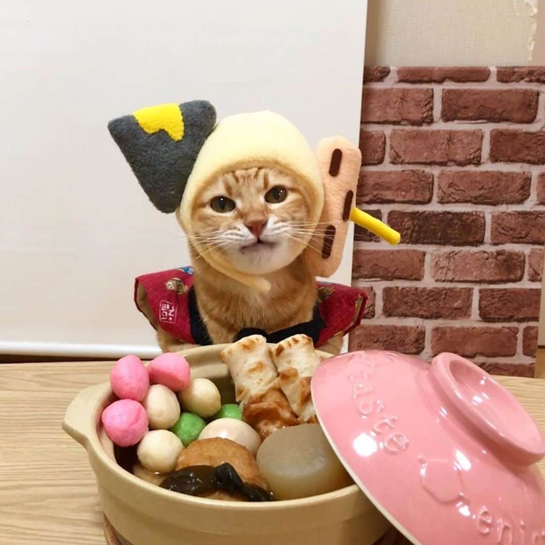 9GAGさんのインスタグラム写真 - (9GAGInstagram)「Happy National Kitten Day! 📸 @kibimomo - #kitten #cat #ねこ#9gag」7月10日 20時01分 - 9gag