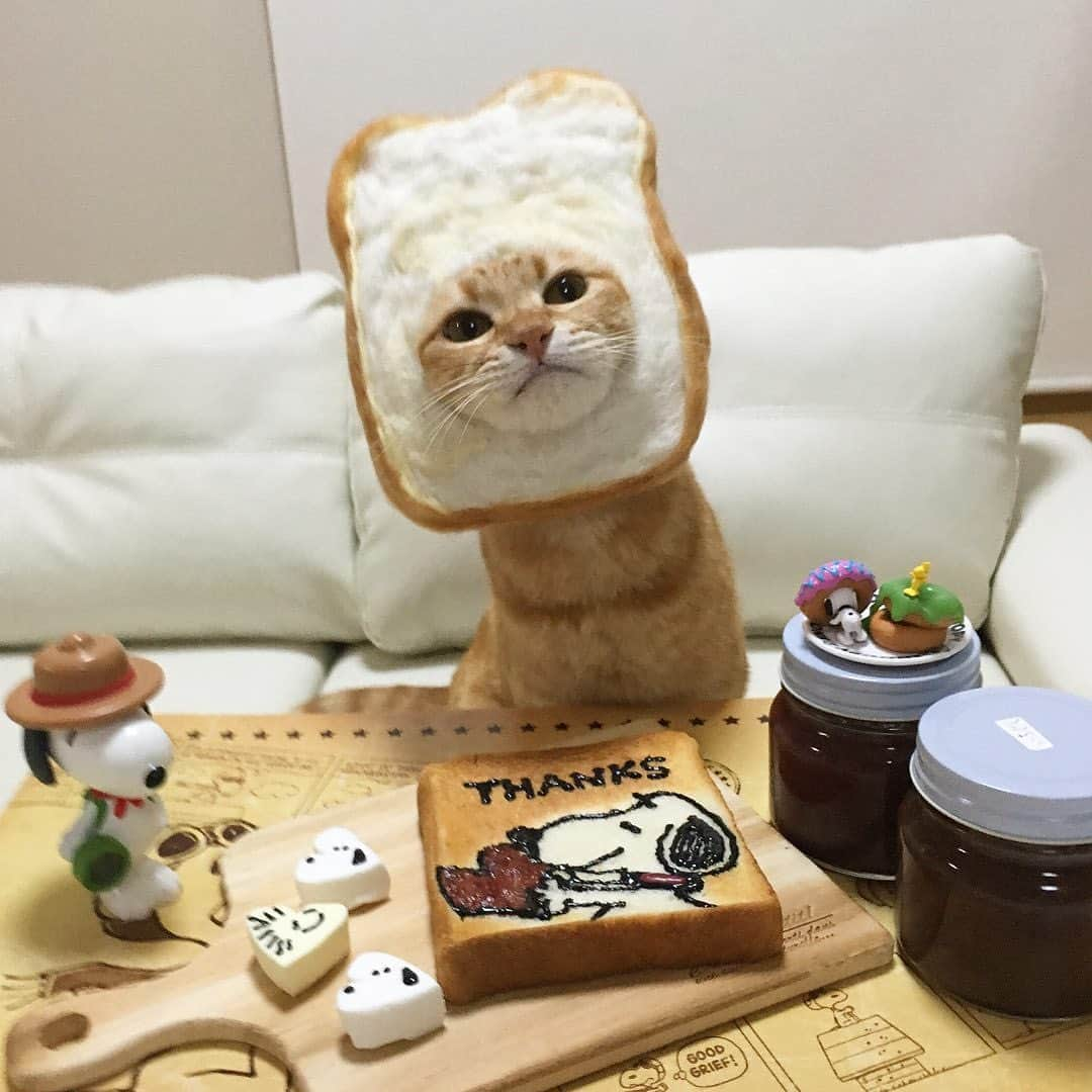 9GAGさんのインスタグラム写真 - (9GAGInstagram)「Happy National Kitten Day! 📸 @kibimomo - #kitten #cat #ねこ#9gag」7月10日 20時01分 - 9gag